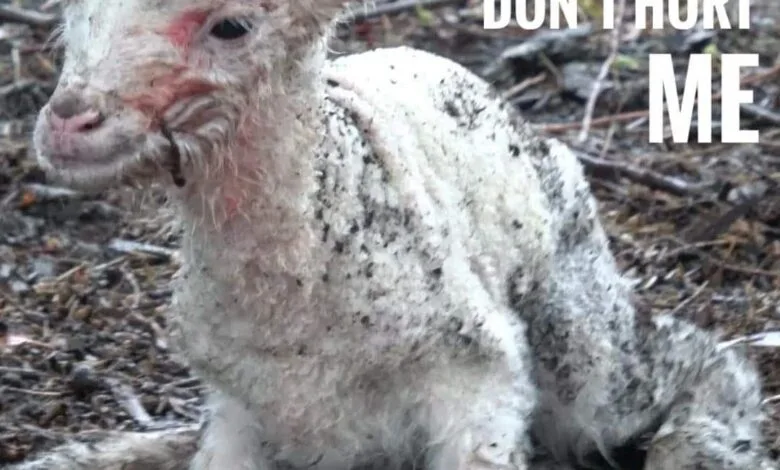 Why Compassion Matters: Confronting the Hidden Psychological Cost of Animal Cruelty