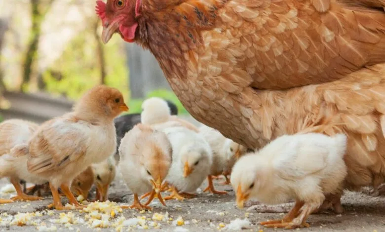 Breaking the Cycle of Exploitation: Time to Rethink How We Treat Animals