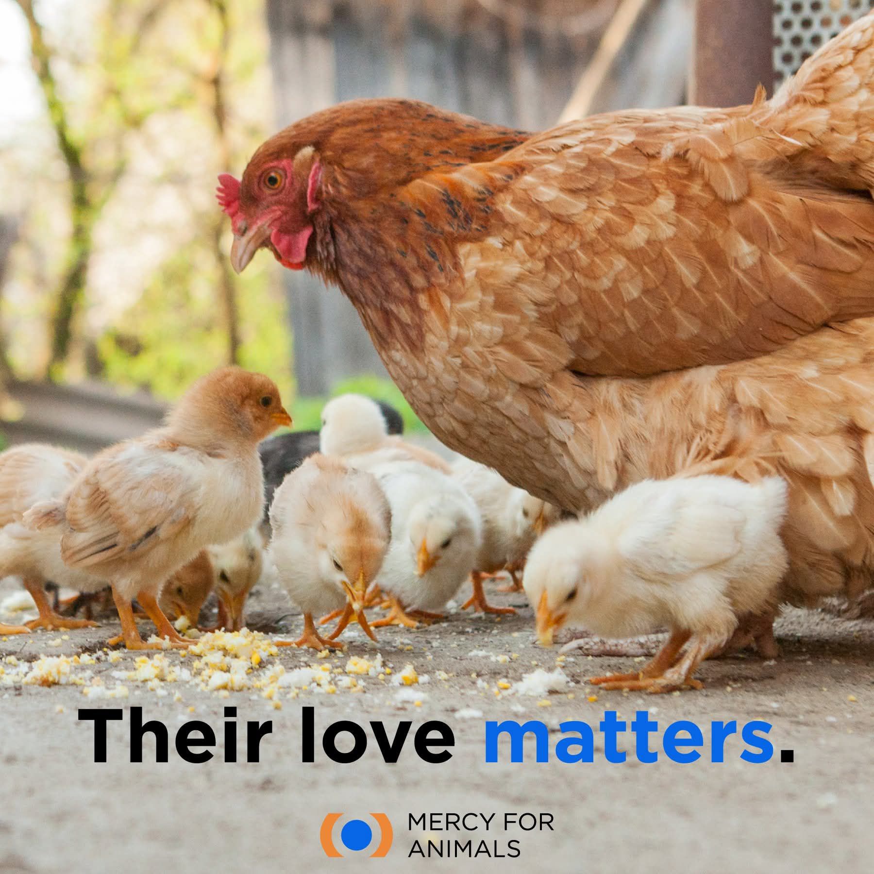 https://mercyforanimals.org