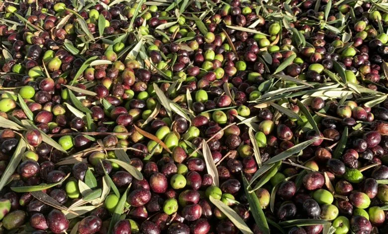 شرکت نیاوران ؛ تولید کننده تخصصی دستگاه های روغن گیری و بسته بندی شرکت نیاوران ؛ تولید کننده تخصصی دستگاه های روغن گیری و بسته بندی