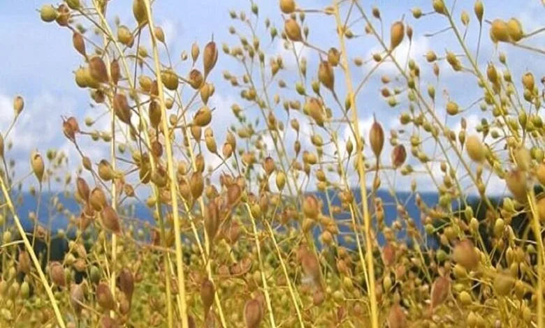 ورود صندوق‌ها به خرید محصولات استراتژیک کشاورزی بررسی شد